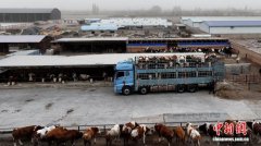 从散养到集约 甘肃临泽牛产业链“钱”景广阔